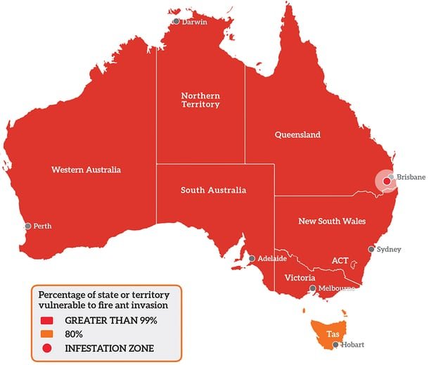 Australia Nyatakan Perang Besar! Bukan ke Negara Lain, Tapi Lawan Semut Api yang Jajah Wilayahnya