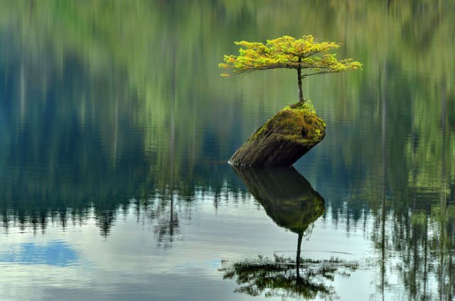 12 Foto Pohon Ajaib yang Seakan Nggak Bisa Mati. Tetap Bertahan Hidup Meskipun Sulit dan Terjepit!