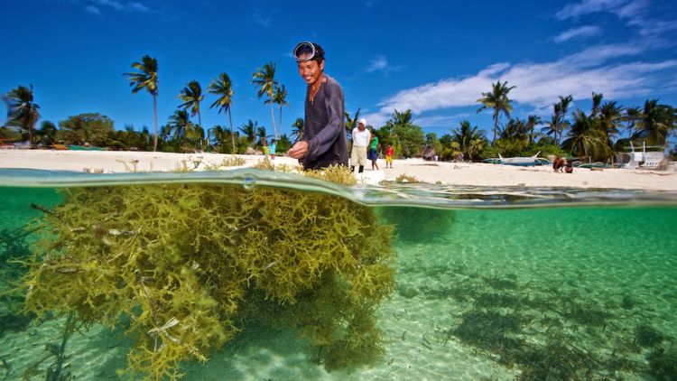 Bukan Cuma Snack Lezat, Rumput Laut Ternyata Jadi Kunci Untuk Selamatkan Dunia. Kamu Harus Tahu Nih