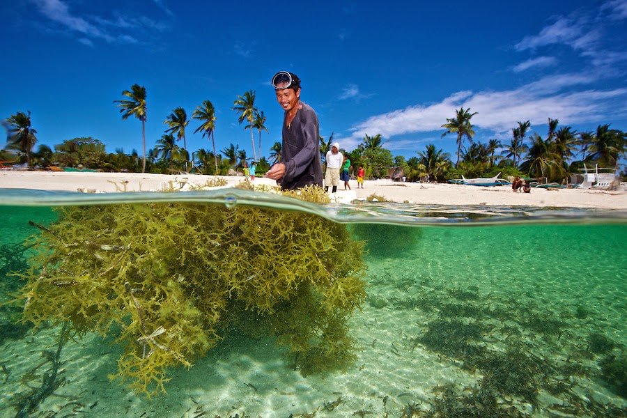 Bukan Cuma Snack Lezat, Rumput Laut Ternyata Jadi Kunci Untuk Selamatkan Dunia. Kamu Harus Tahu Nih