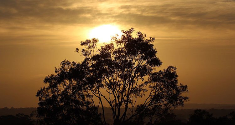 Pedulikah Kamu dengan Hutan Indonesia?