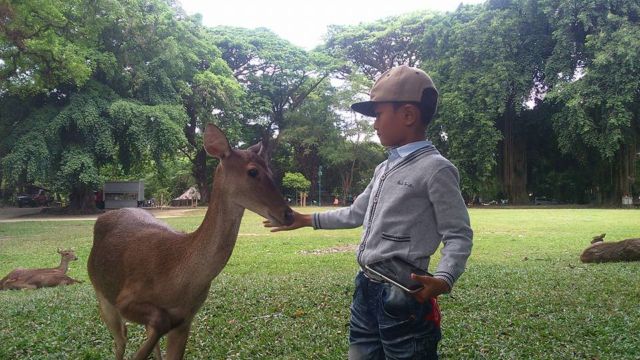 Asiknya kala memberi makan rusa