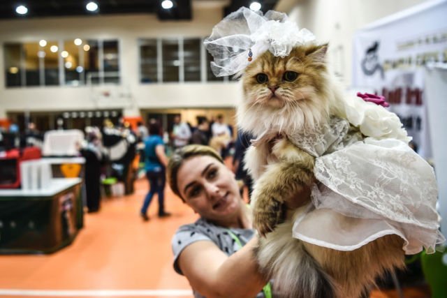 7 Hal Kocak yang Biasa Dilakukan Para Pecinta Kucing. Apakah Kamu Salah Satunya?