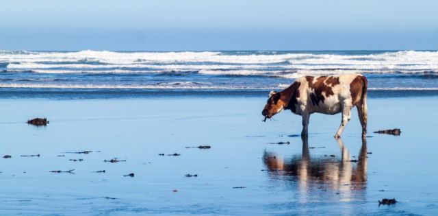 Bukan Cuma Snack Lezat, Rumput Laut Ternyata Jadi Kunci Untuk Selamatkan Dunia. Kamu Harus Tahu Nih