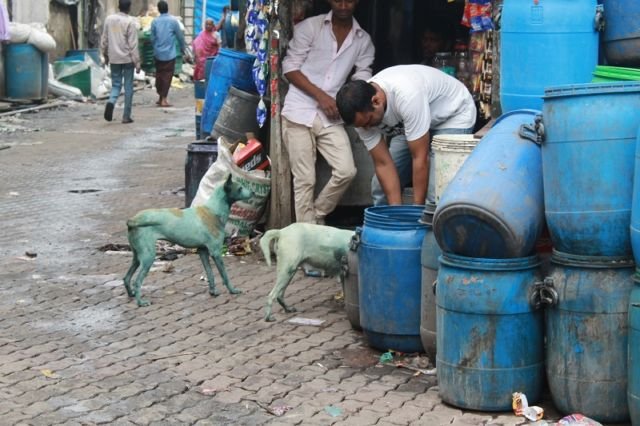 Kemunculan Anjing Biru Buat Heboh India. Bukan Spesies Baru, Kisah di Baliknya Begitu Menyedihkan