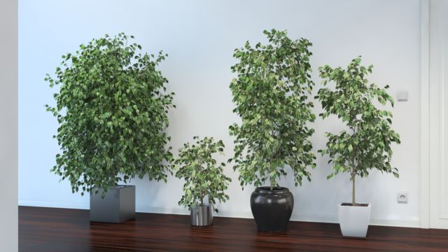 Ficus Benjamina