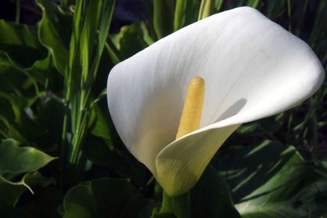 Peace Lily