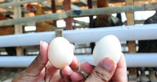 Kabarnya 90% Telur Ayam Kampung di Pasaran Ternyata Palsu! Simak Faktanya Berikut Biar Waspada