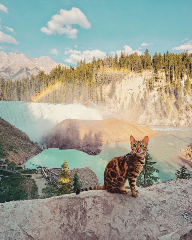 Suki, Si Kucing Traveler yang Hits di Instagram. Foto-Fotonya Keren dan Bikin Gemas