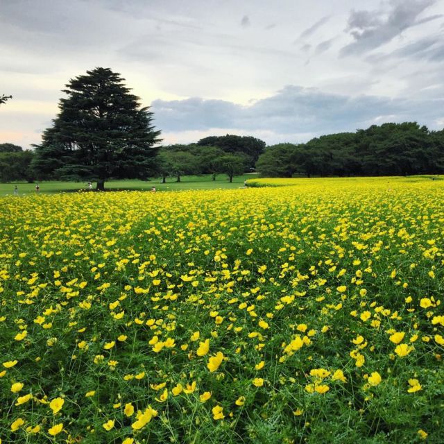 15 Destinasi Instagrammable Ini Harus Kamu Kunjungi Saat Berlibur di Jepang! Bikin Enggan Pulang