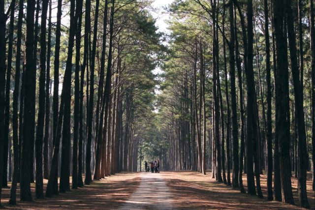 Hutan pinus, sejuk dan menenangkan