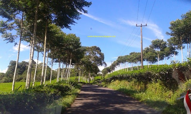 kebun teh kepahiyang