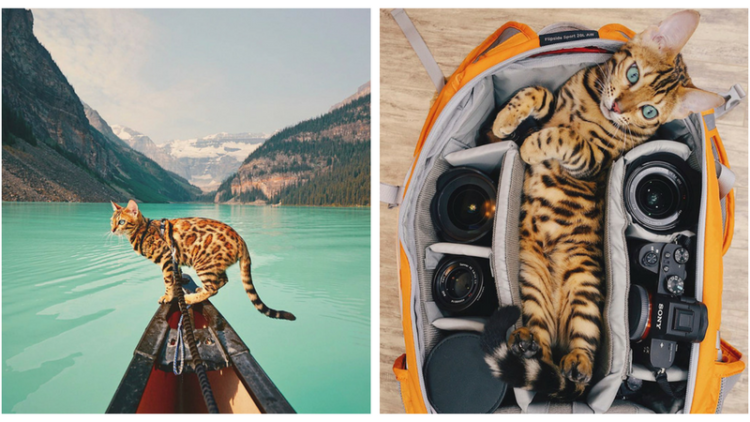 Suki, Si Kucing Traveler yang Hits di Instagram. Foto-Fotonya Keren dan Bikin Gemas