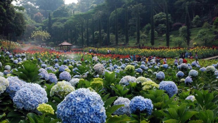 Taman Surga di Swiss Kecilnya Pulau Jawa, Wajib Kamu Kunjungi Bersama Keluarga