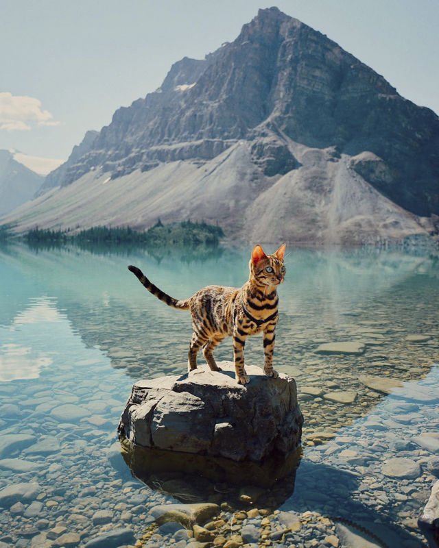 Suki, Si Kucing Traveler yang Hits di Instagram. Foto-Fotonya Keren dan Bikin Gemas