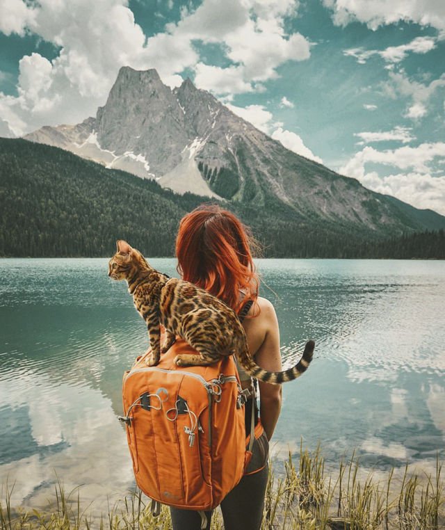 Suki, Si Kucing Traveler yang Hits di Instagram. Foto-Fotonya Keren dan Bikin Gemas