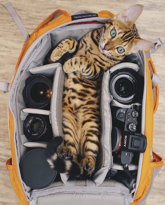 Suki, Si Kucing Traveler yang Hits di Instagram. Foto-Fotonya Keren dan Bikin Gemas