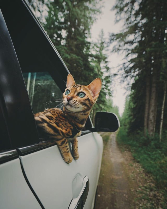 Suki, Si Kucing Traveler yang Hits di Instagram. Foto-Fotonya Keren dan Bikin Gemas