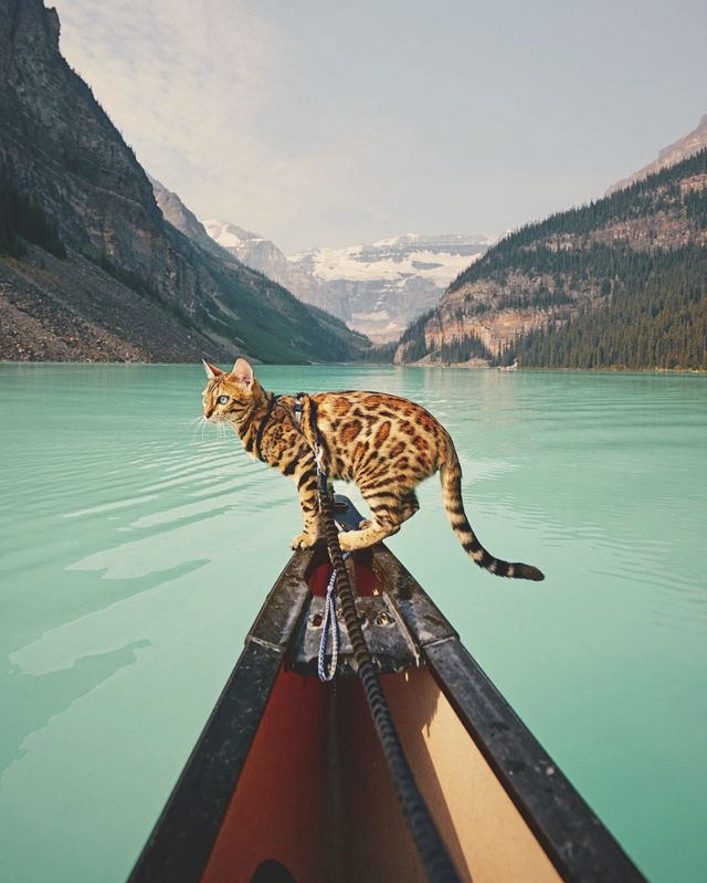 Suki, Si Kucing Traveler yang Hits di Instagram. Foto-Fotonya Keren dan Bikin Gemas