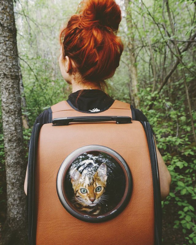 Suki, Si Kucing Traveler yang Hits di Instagram. Foto-Fotonya Keren dan Bikin Gemas