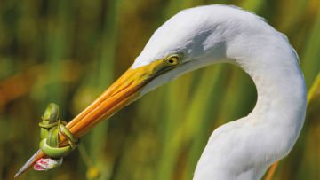 Parade Foto Burung Terbaik Tahun 2017 Sudah Dirilis. Karya Fotografer Dunia yang Menakjubkan!