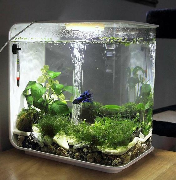 Aquascape