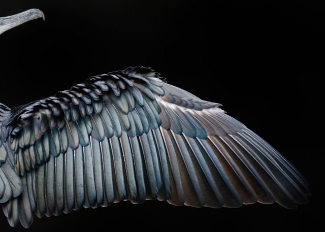 Parade Foto Burung Terbaik Tahun 2017 Sudah Dirilis. Karya Fotografer Dunia yang Menakjubkan!