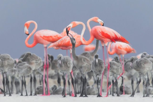 Parade Foto Burung Terbaik Tahun 2017 Sudah Dirilis. Karya Fotografer Dunia yang Menakjubkan!