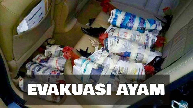 Bersyukur, Manusia Masih Peduli Buat Selamatkan Hewan-hewan Lucu Ini di Tengah Badai Maha Dahsyat