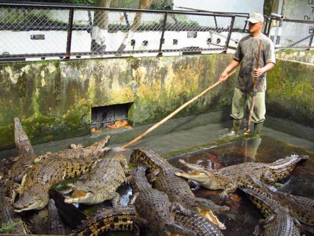 Ada 4 Alasan Logis Kenapa Akhir-akhir Ini Buaya Sering Menyerang Manusia. Jangan Percaya Mitos Aja!