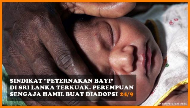 Dari Peternakan Bayi Sampai Boneka Nikita Mirzani, Berikut Sederet Berita Populer Minggu Ini