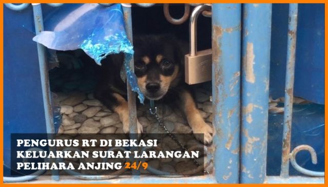 Dari Peternakan Bayi Sampai Boneka Nikita Mirzani, Berikut Sederet Berita Populer Minggu Ini