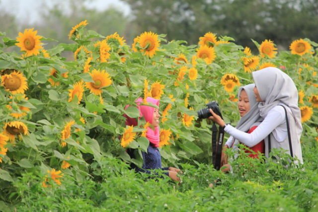 Kebun Bunga Matahari, Destinasi Hits di Bantul yang Harus Kamu Datangi!