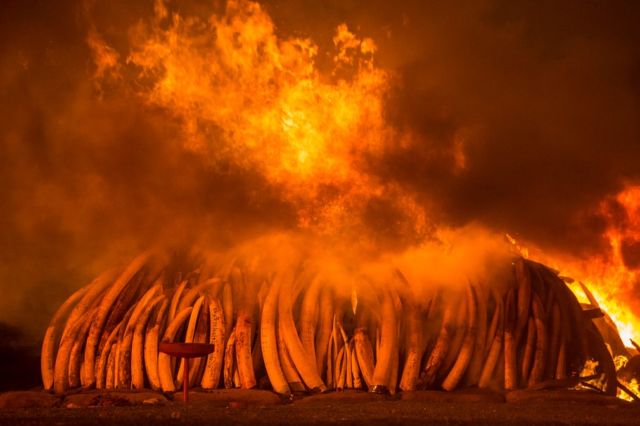 12 Foto Kekejaman Hewan yang Bakal Bikin Kamu Bergidik, Wajib Lihat!