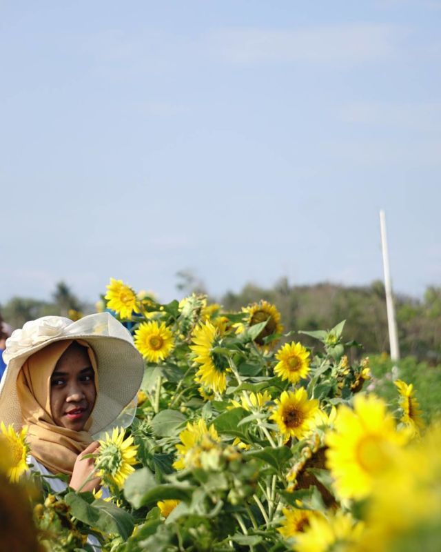 Kebun Bunga Matahari, Destinasi Hits di Bantul yang Harus Kamu Datangi!