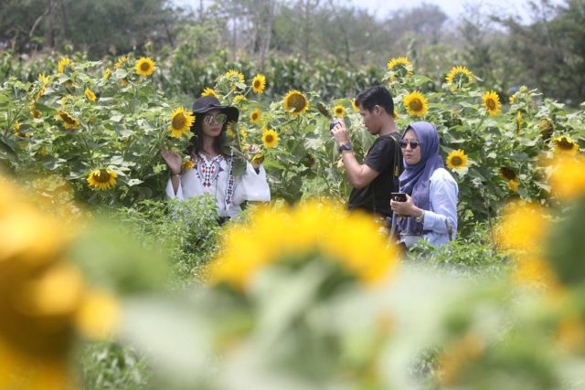 Kebun Bunga Matahari, Destinasi Hits di Bantul yang Harus Kamu Datangi!