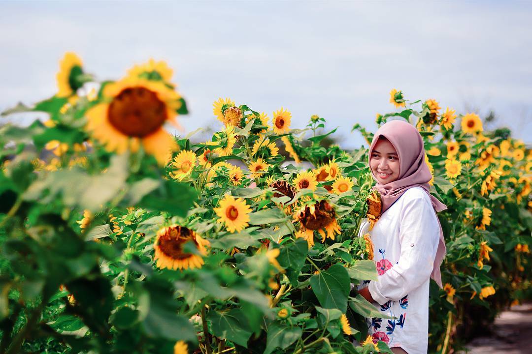 Kebun Bunga Matahari, Destinasi Hits di Bantul yang Harus Kamu Datangi!