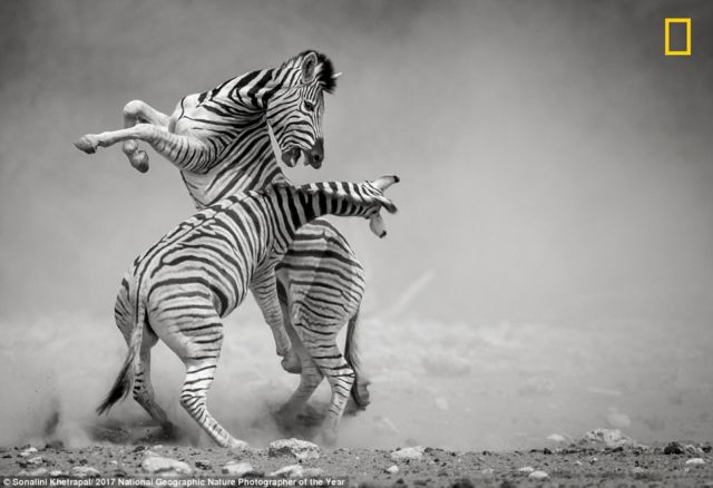 12 Foto Menakjubkan dari Kompetisi Foto National Geographic. Kualitasnya Level Dunia!