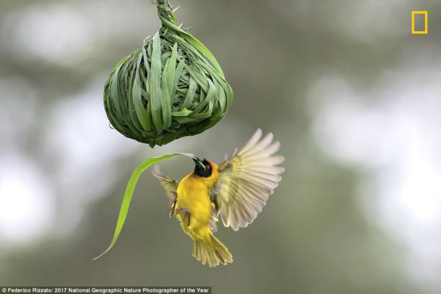 12 Foto Menakjubkan dari Kompetisi Foto National Geographic. Kualitasnya Level Dunia!