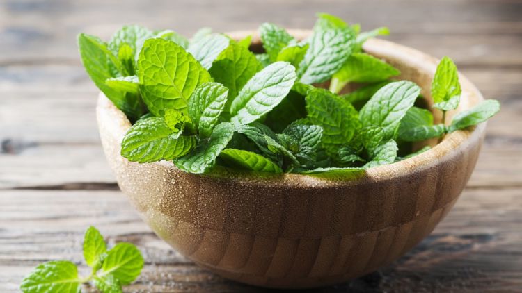 Bukan Cuma Ada di Permen, Ini 7 Manfaat Daun Mint untuk Kesehatan Kamu