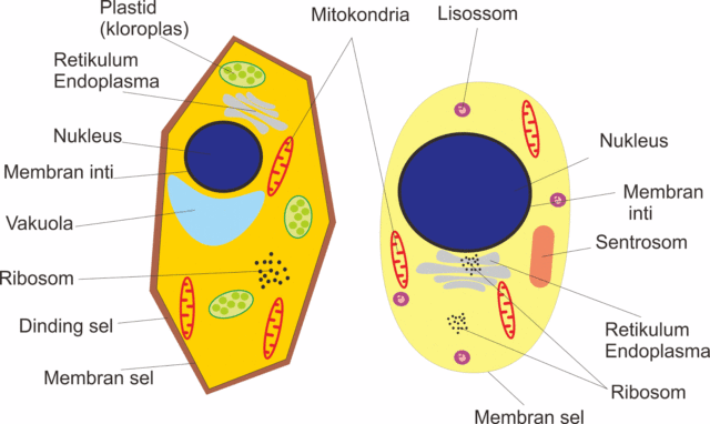 Sel hewan dan tumbuhan