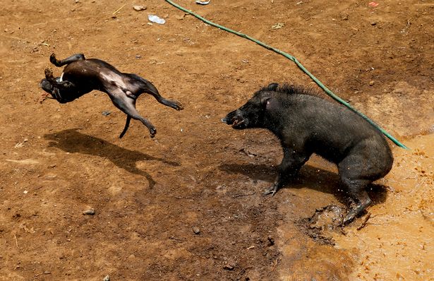 Adu Celeng vs Anjing Dibilang Keji, Tapi Terlanjur Jadi Tradisi