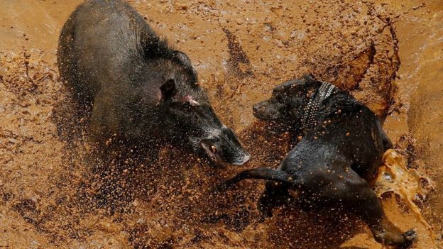 Adu Celeng vs Anjing Dibilang Keji, Tapi Terlanjur Jadi Tradisi