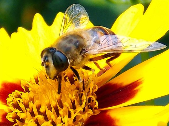 Creatonotos Gangis, Ini Lho Serangga Seram yang Bikin Orang Ketakutan