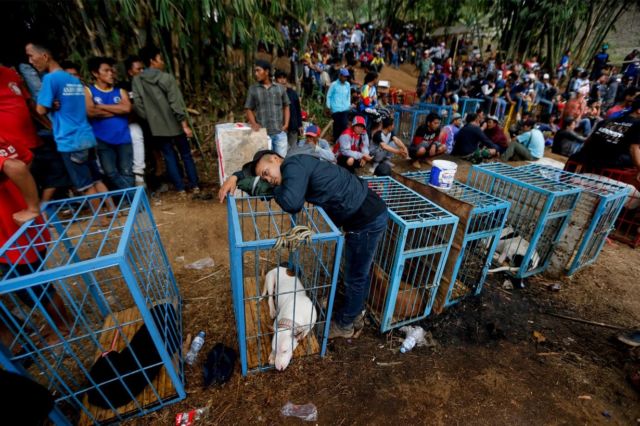 Adu Celeng vs Anjing Dibilang Keji, Tapi Terlanjur Jadi Tradisi