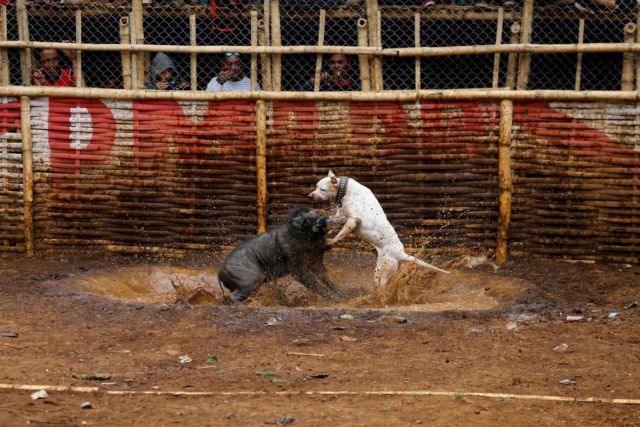 Adu Celeng vs Anjing Dibilang Keji, Tapi Terlanjur Jadi Tradisi