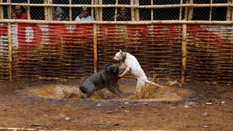 Adu Celeng vs Anjing Dibilang Keji, Tapi Terlanjur Jadi Tradisi