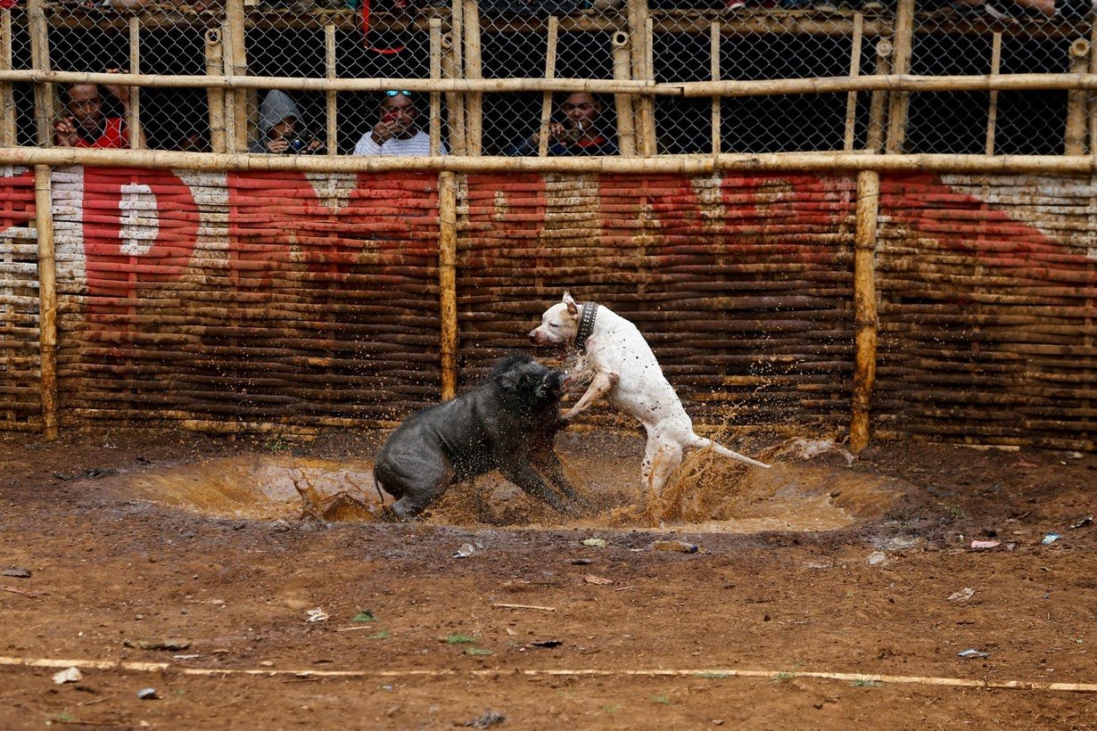 Adu Celeng vs Anjing Dibilang Keji, Tapi Terlanjur Jadi Tradisi