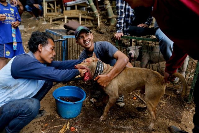 Adu Celeng vs Anjing Dibilang Keji, Tapi Terlanjur Jadi Tradisi