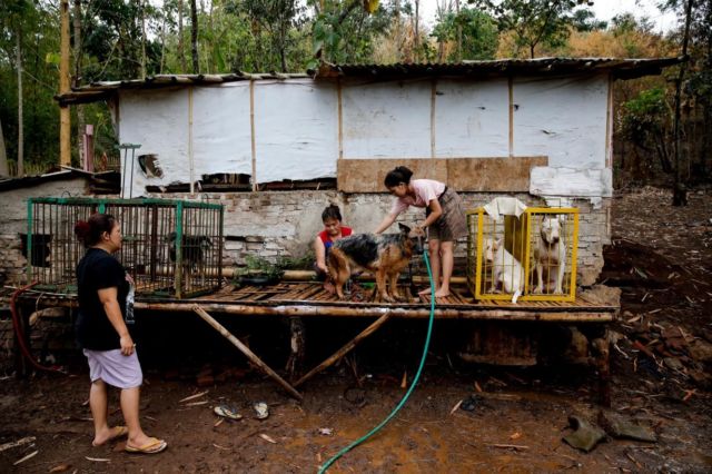 Adu Celeng vs Anjing Dibilang Keji, Tapi Terlanjur Jadi Tradisi